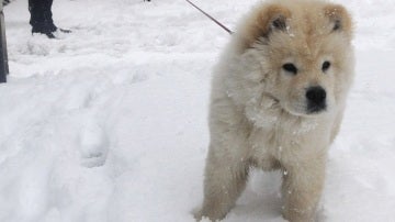 Pasean con su perro en la nieve