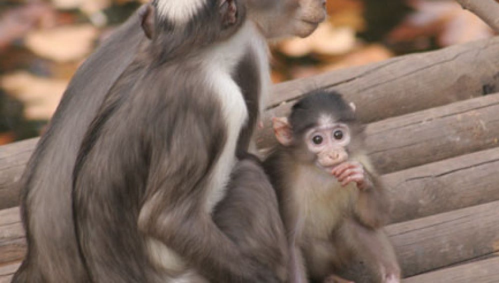 Cría de mono mangabey