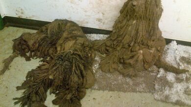 La increíble transformación de unos caniches abandonados