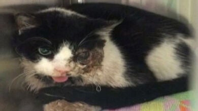 Un gato dado por muerto en Florida 'resucita' cinco días después de haber sido enterrado 