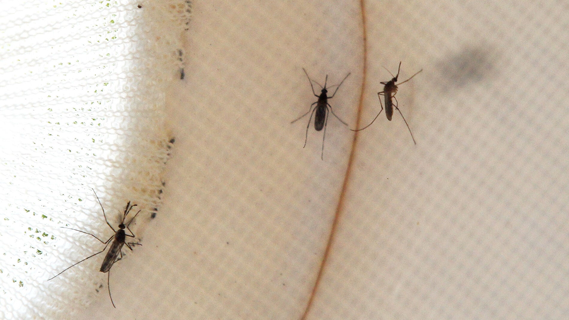 Mosquitos