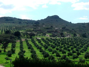 ¿Cómo se consigue el mejor aceite de oliva del mundo? ¿Cómo se consigue el mejor aceite de oliva del mundo?