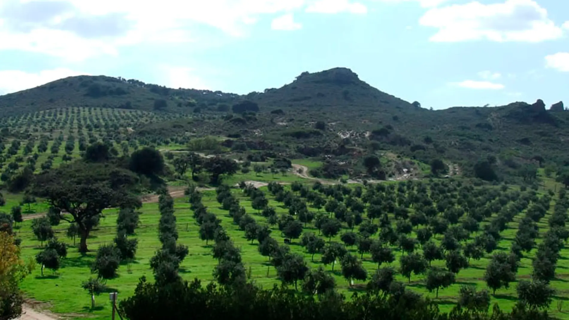¿Cómo se consigue el mejor aceite de oliva del mundo?