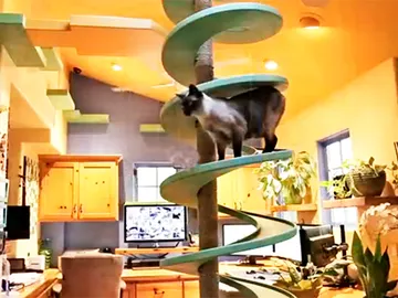 Uno de los mininos disfruta del tobogán felino. Uno de los mininos disfruta del tobogán felino.