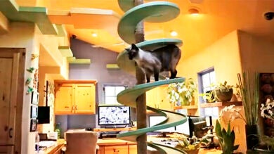 Diseña un parque temático para gatos en su casa por 40.000 euros