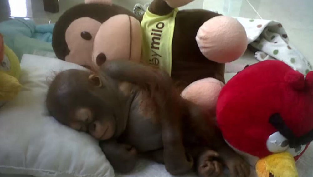 El orangután Budi