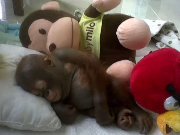 El orangután Budi 