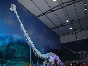 Reconstrucción del 'dragón de Qijianglong' Reconstrucción del 'dragón de Qijianglong'