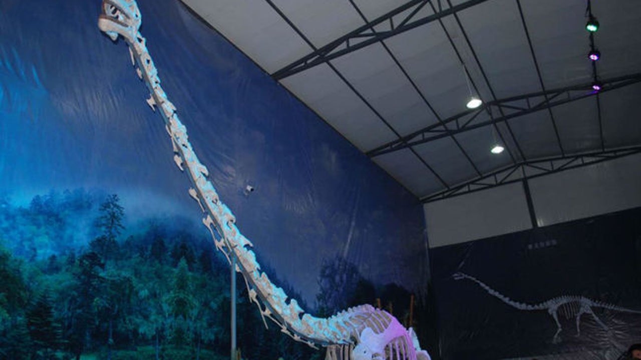 Descubren un dinosaurio de cuello largo con formas de dragón en China