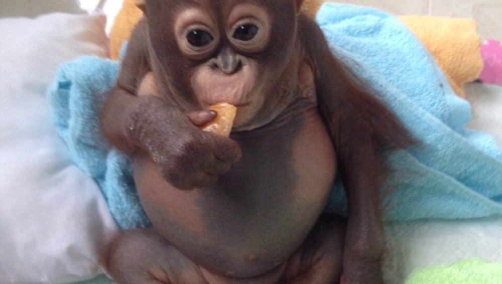 Budi comiendo fruta