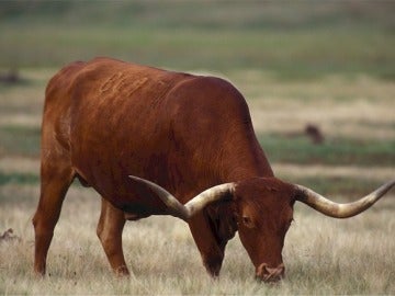 Una aplicación africana calcula la dote de vacas que vale una epsosa