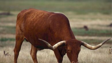 Una aplicación africana calcula la dote de vacas que vale una esposa