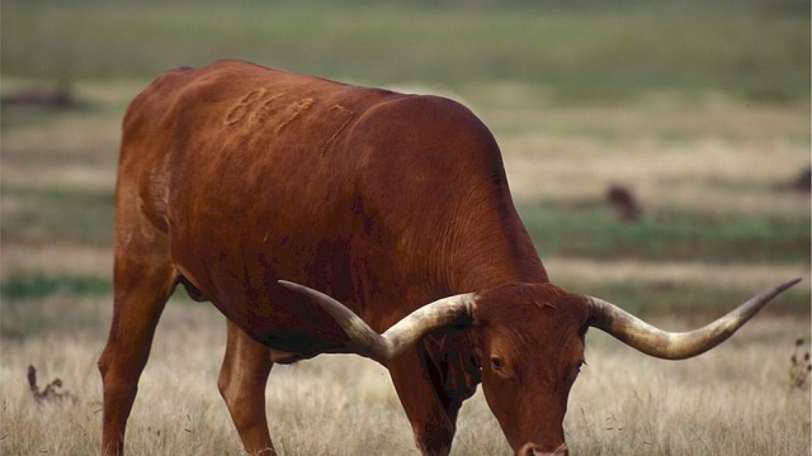 Una aplicación africana calcula la dote de vacas que vale una esposa