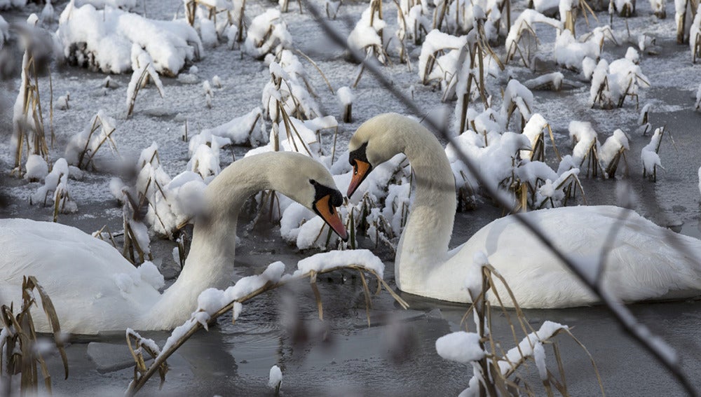 Dos cisnes nadan en un lago helado