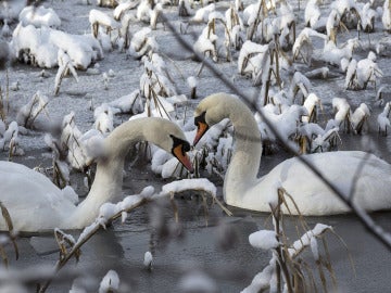 Dos cisnes nadan en un lago helado