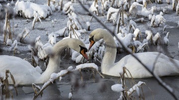 Dos cisnes nadan en un lago helado