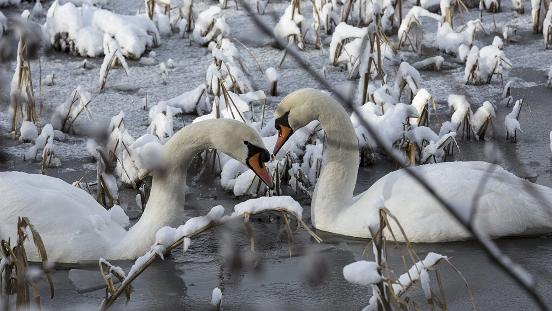Dos cisnes nadan en un lago helado Dos cisnes nadan en un lago helado