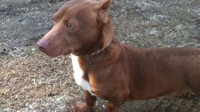 'Rami', el perro mitad salchicha mitad pitbull que causa furor en las redes sociales