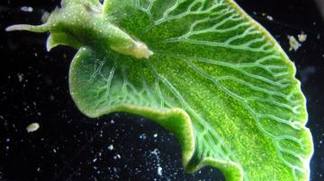 Una babosa asume genes de algas para vivir de la fotosíntesis