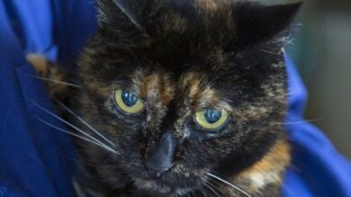 Tiffany Two es el gato vivo más longevo del planeta a punto de cumplir 27 años