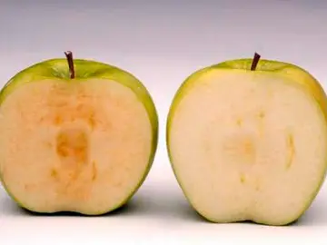 Una manzana normal y la variedad 'ártica' Una manzana normal y la variedad 'ártica'