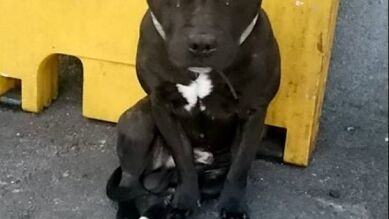Staffie, el perro que llora desconsolado después de que su dueño lo abandona en una estación de tren
