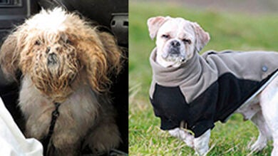 Bentley, el perro abandonado al que tardaron cinco horas en cortarle el pelo
