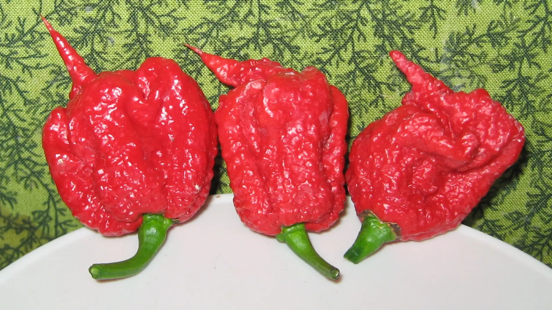 Carolina Reaper