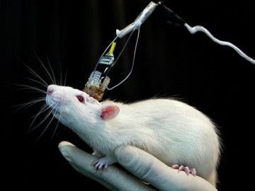 Científicos españoles defienden la experimentación con animales