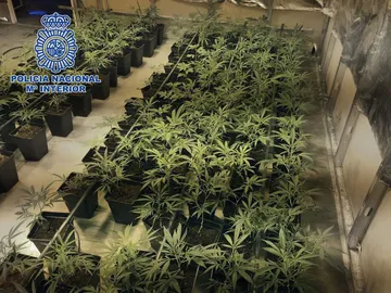 Nave con plantas de marihuana en Toledo (archivo) Nave con plantas de marihuana en Toledo (archivo)