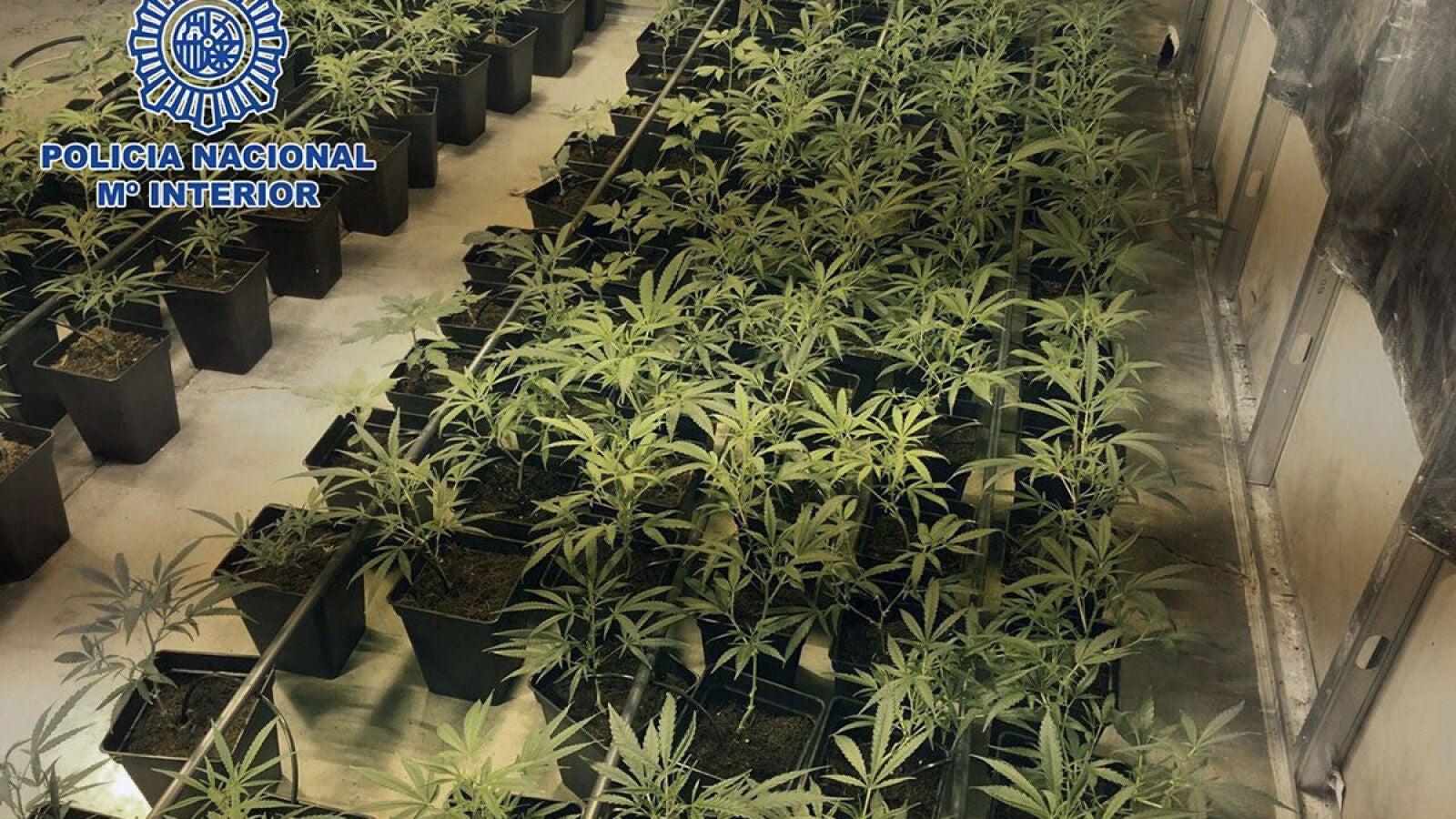 Tres detenidos por cultivar 702 plantas de marihuana en una nave de Toledo