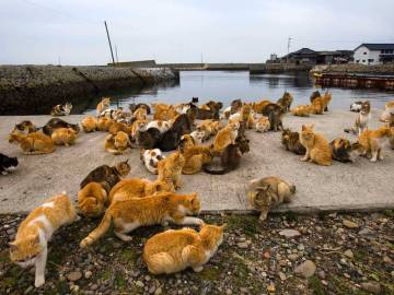 Los gatos invaden el muelle