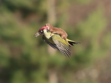 Una comadreja vuela a lomos de un pájaro