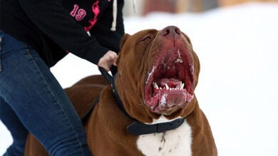 Cuidado con Hulk, el pitbull que pesa más de 78 kilos