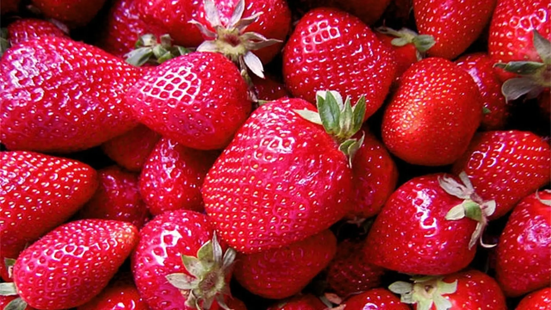 fresas