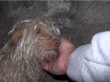 Bitty el perro rescatado en California