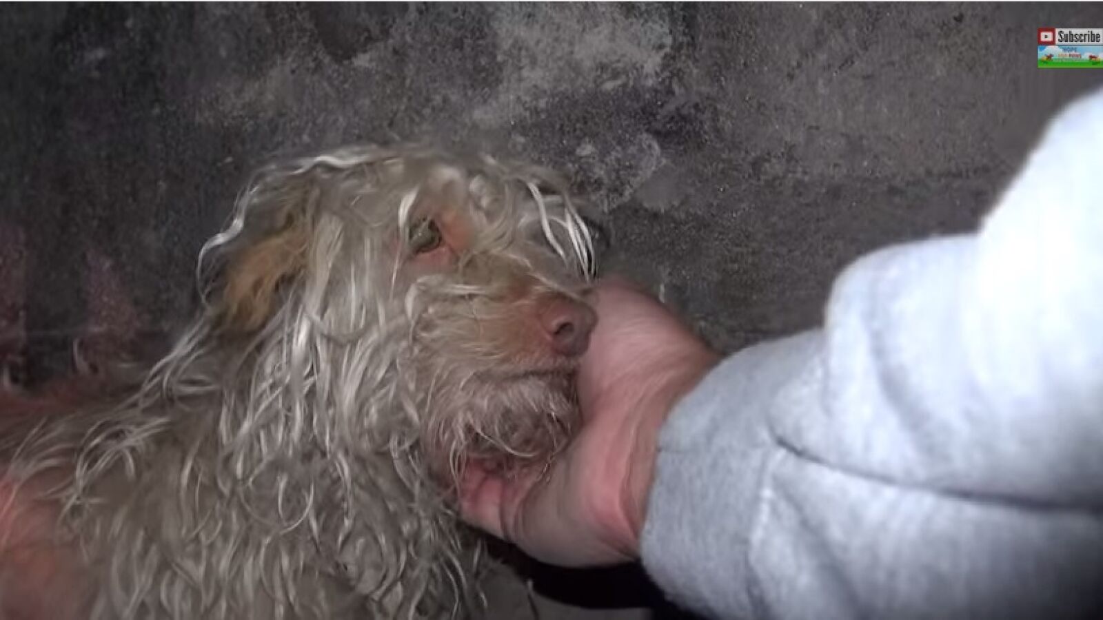 Bitty, el perro rescatado de una alcantarilla, se convierte en un fenómeno en las redes