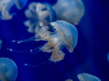 Las medusas presentes en nuestros mares durante todo el año