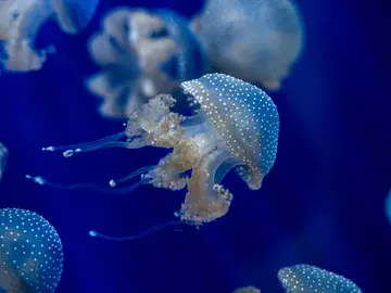 Las medusas presentes en nuestros mares durante todo el año Las medusas presentes en nuestros mares durante todo el año
