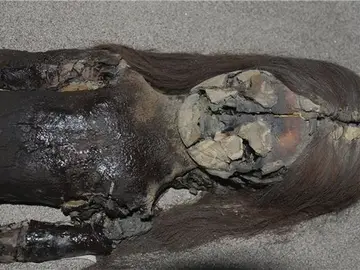 Las momias chinchorro Las momias chinchorro