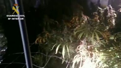 Queman una plantación de marihuana antes de que lo descubra la Guardia Civil en Torrejón de la Calzada
