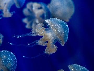 Las medusas presentes en nuestros mares durante todo el año