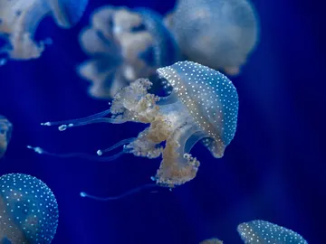 Las medusas presentes en nuestros mares durante todo el año Las medusas presentes en nuestros mares durante todo el año