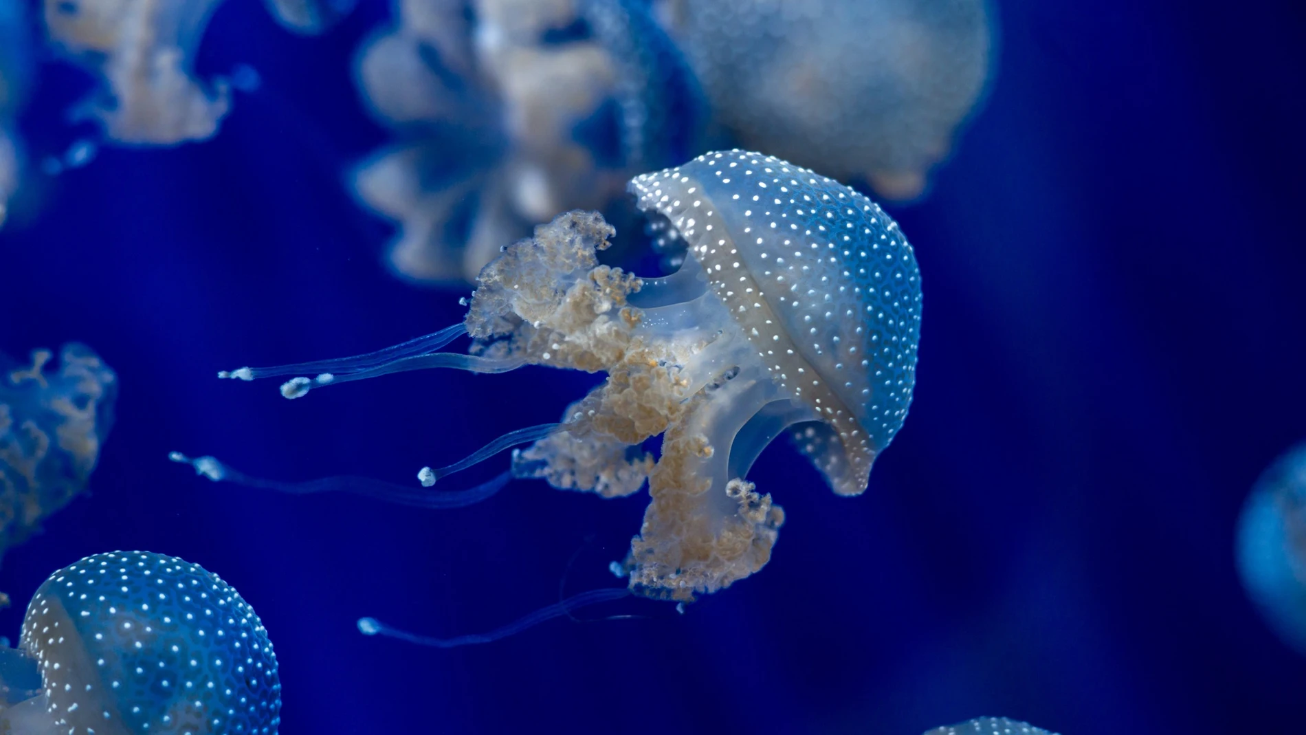 Las medusas presentes en nuestros mares durante todo el año Las medusas presentes en nuestros mares durante todo el año