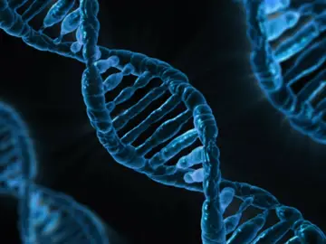 Recreación de los genes en el ADN Recreación de los genes en el ADN