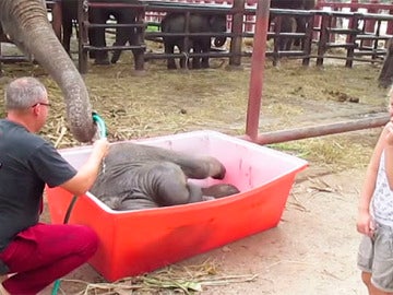 Un momento del divertido baño del elefante.