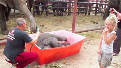 Así fue el divertido primer baño de un bebé elefante en Tailandia