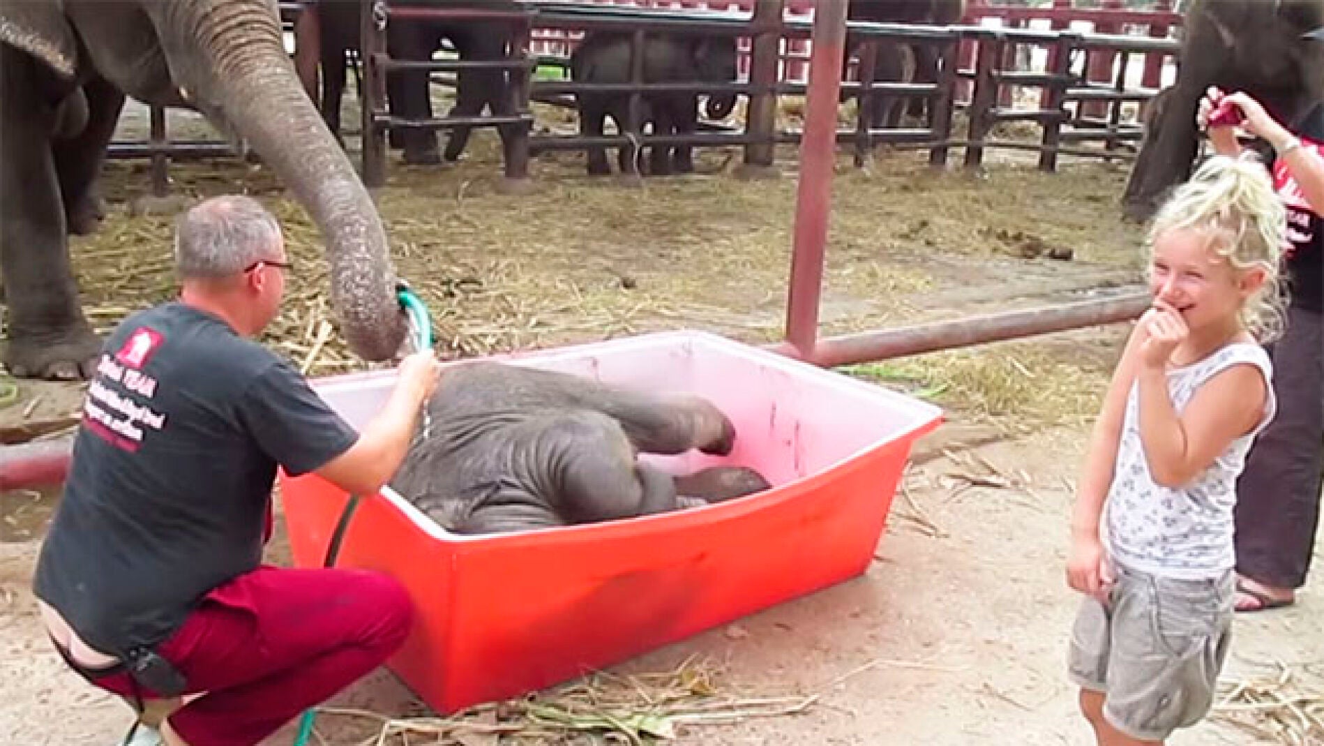 Un momento del divertido ba&ntilde;o del elefante.