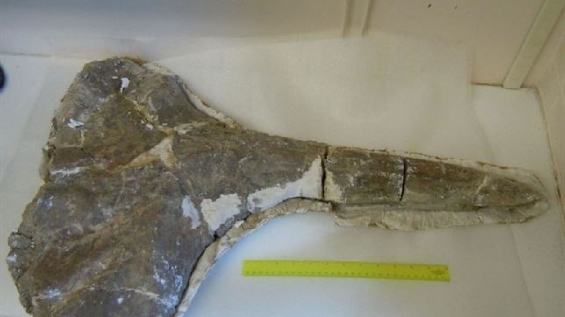 F&oacute;sil de ballena picuda