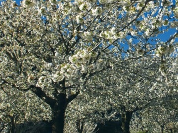 Los cerezos en flor del Valle del Jerte.
